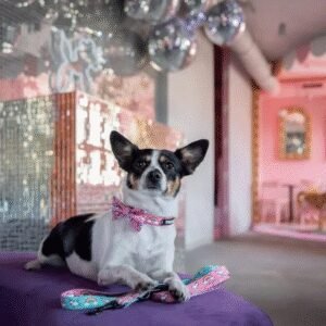 Obroża dla psa Over the Rainbow.