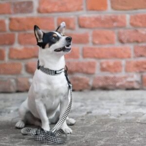 Obroża dla psa Black`n`white.