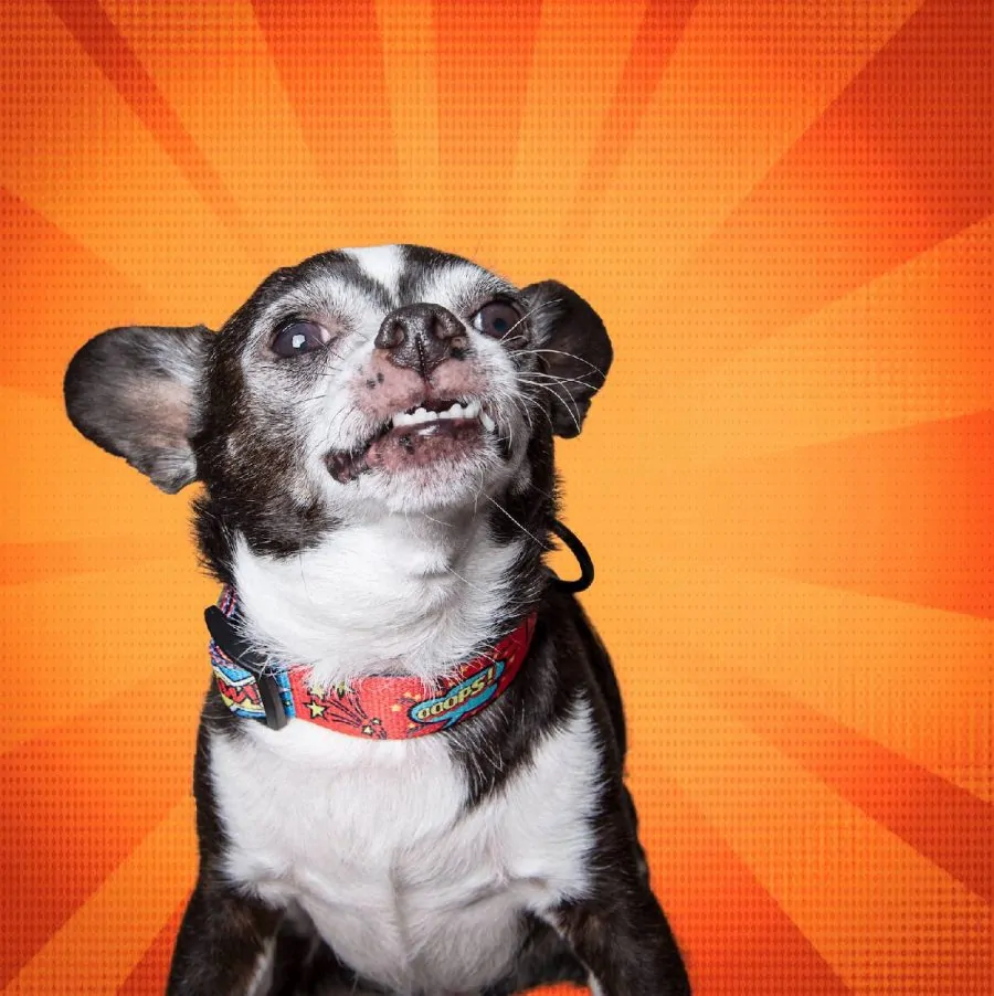 Pies w Obroży dla psa Super Hero.