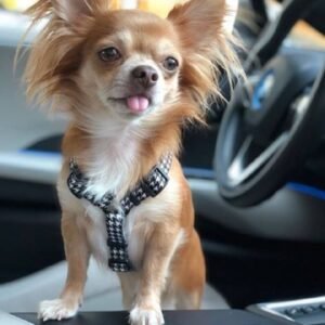 Szelki dla psów Black & White.