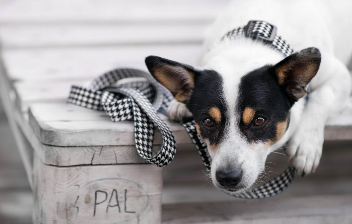 Piesek i Smycz przepinana dla Psa Piesek i Smycz przepinana dla Psa