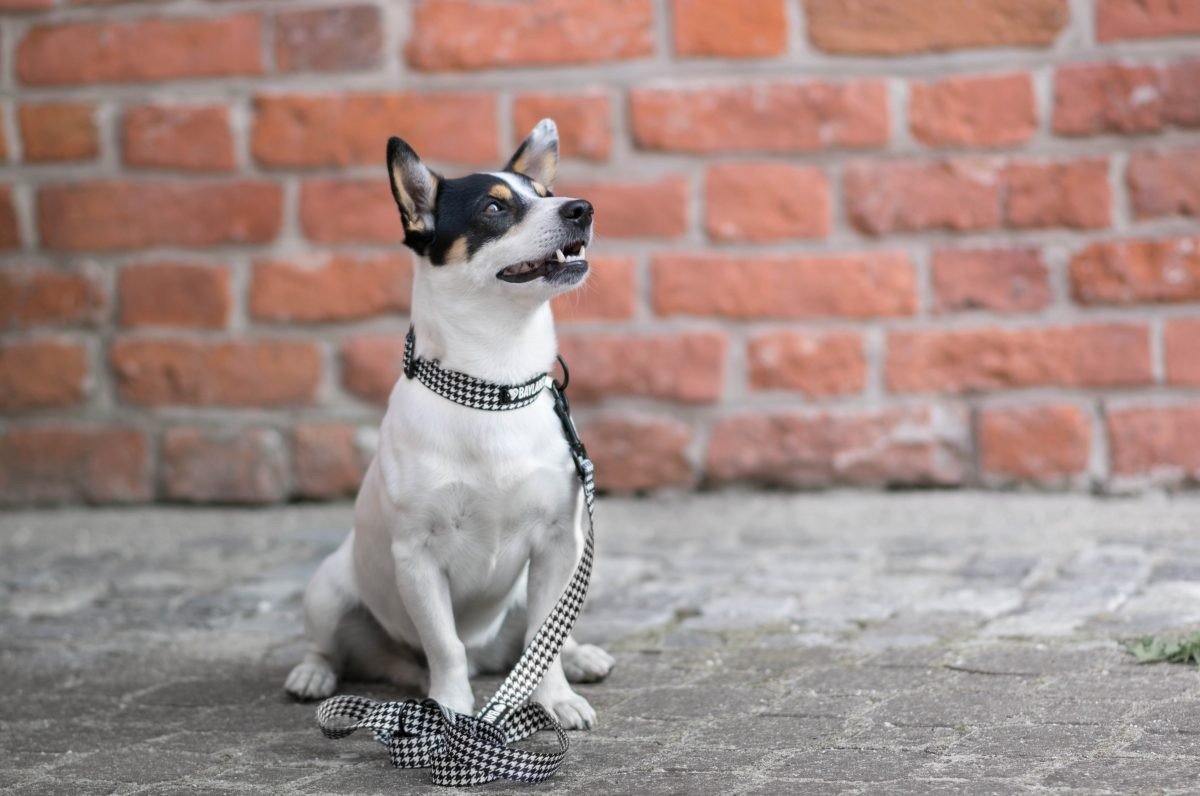 Smycz przepinana dla psa Black`n&White Smycz przepinana dla psa Black`n&White