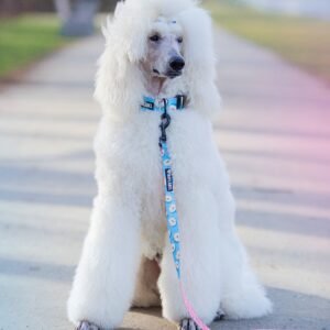 Smycz przepinana dla psa BayLabel House of Donuts