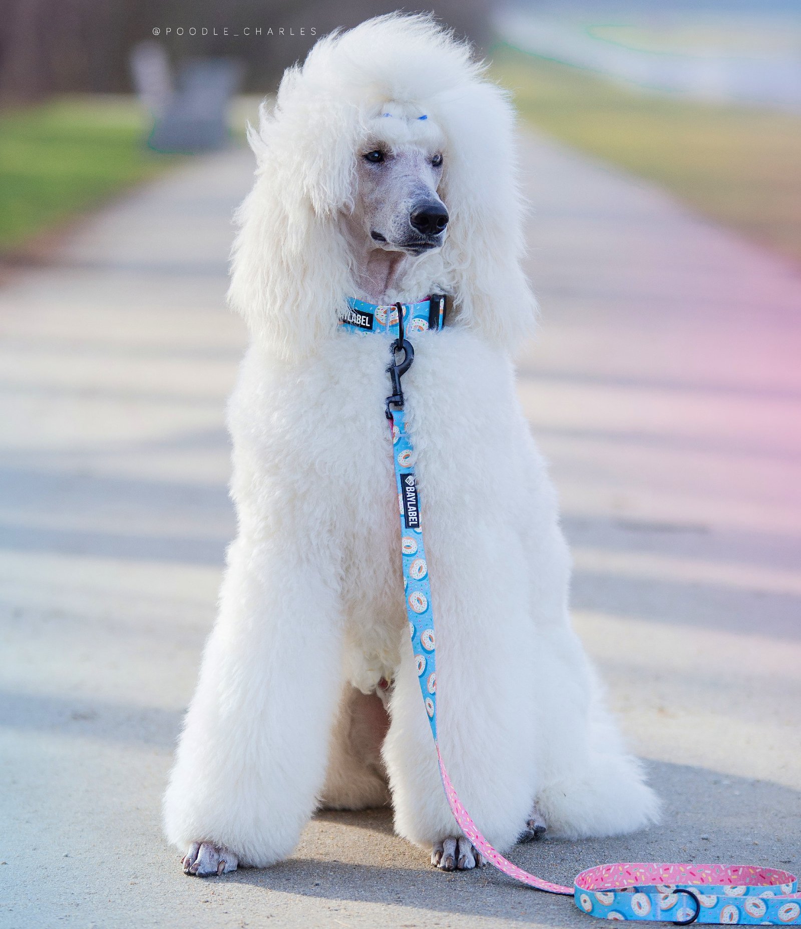 Smycz przepinana dla psa BayLabel House of Donuts Smycz przepinana dla psa BayLabel House of Donuts