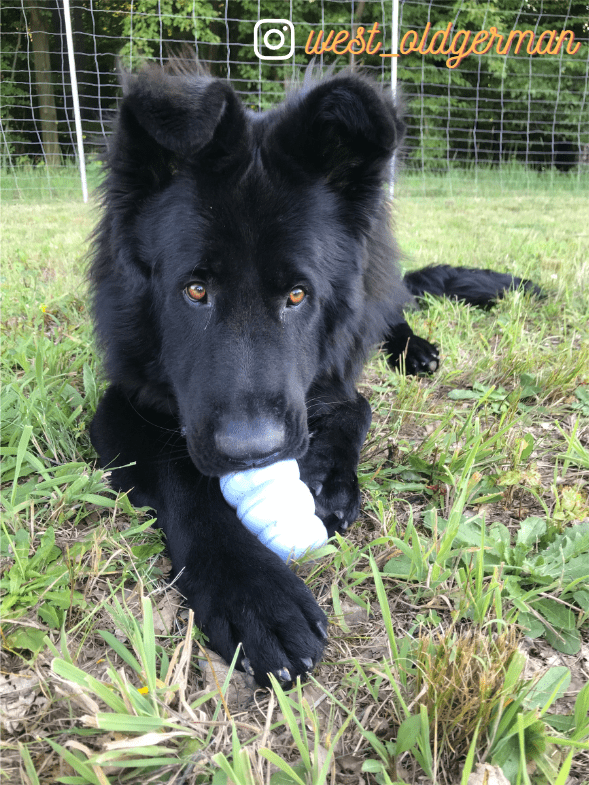 Duży, puszysty, czarny pies rasy owczarek niemiecki długowłosy (lub owczarek szwajcarski), leżący na trawie i trzymający w łapach jasnoniebieską zabawkę. Pies patrzy prosto w obiektyw. W tle widać ogrodzenie i drzewa.