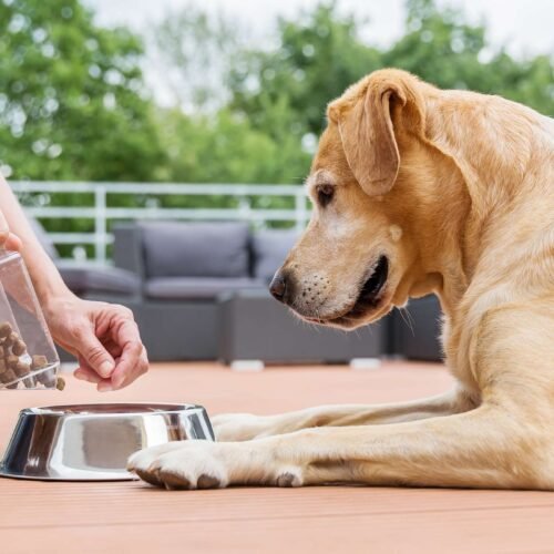 Wpływ diety na zachowanie psa