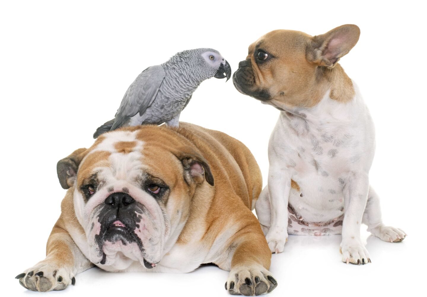Trzy zwierzęta domowe na białym tle. Na pierwszym planie leży duży buldog angielski o biało-brązowym umaszczeniu. Na jego grzbiecie siedzi szara papuga żako, która "całuje się" z beżowo-białym buldogiem francuskim siedzącym obok.
