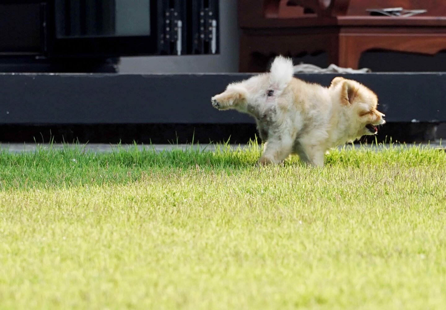 Puszysty, jasny szczeniak rasy Pomeranian lub podobnej rasy szpica, biegnący po zielonej trawie. Piesek jest uchwycony w ruchu, z uniesioną łapą i otwartym pyskiem, co wskazuje na zabawę lub podekscytowanie. W tle widać niewyraźne elementy domu lub budynku.