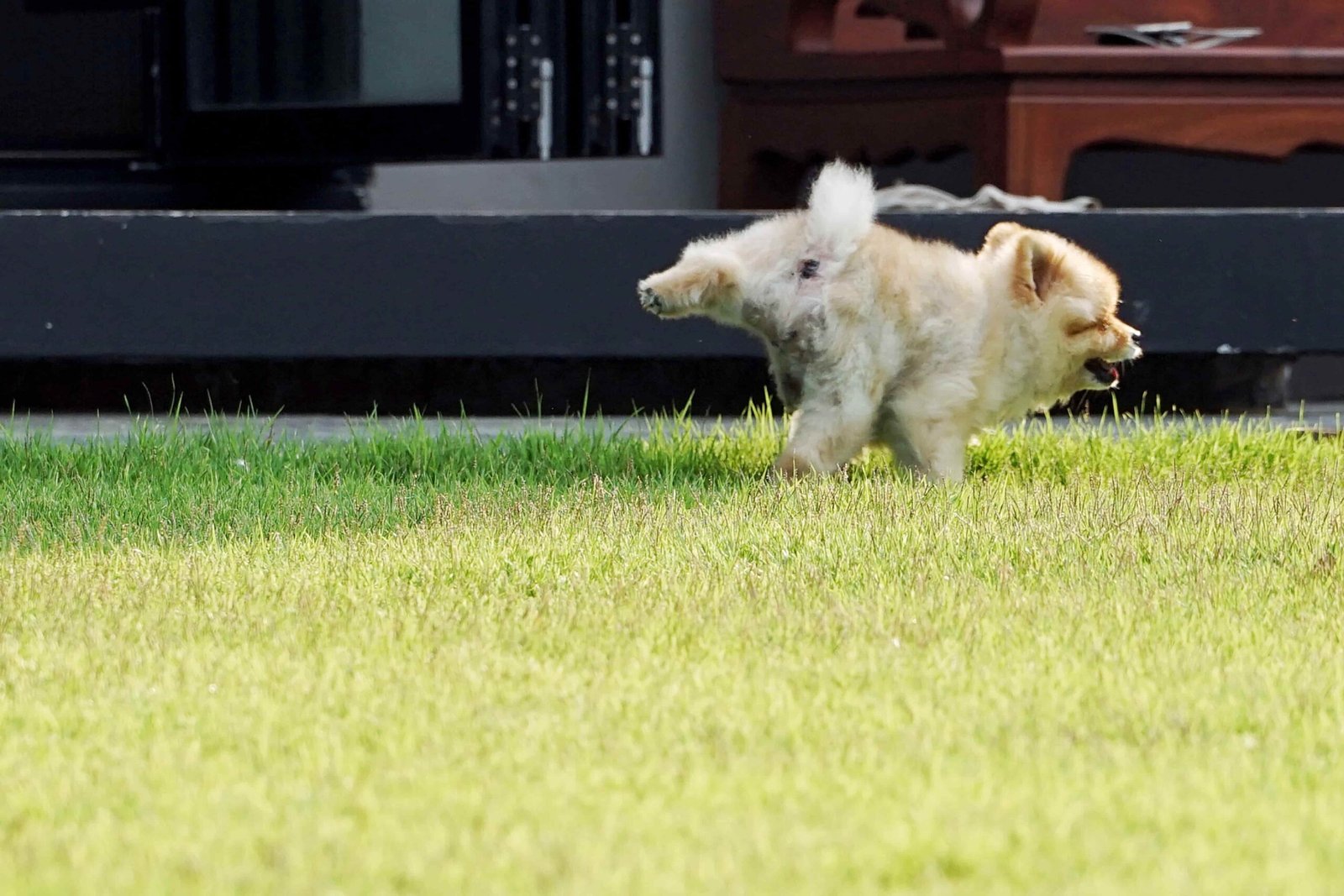 Puszysty, jasny szczeniak rasy Pomeranian lub podobnej rasy szpica, biegnący po zielonej trawie. Piesek jest uchwycony w ruchu, z uniesioną łapą i otwartym pyskiem, co wskazuje na zabawę lub podekscytowanie. W tle widać niewyraźne elementy domu lub budynku.