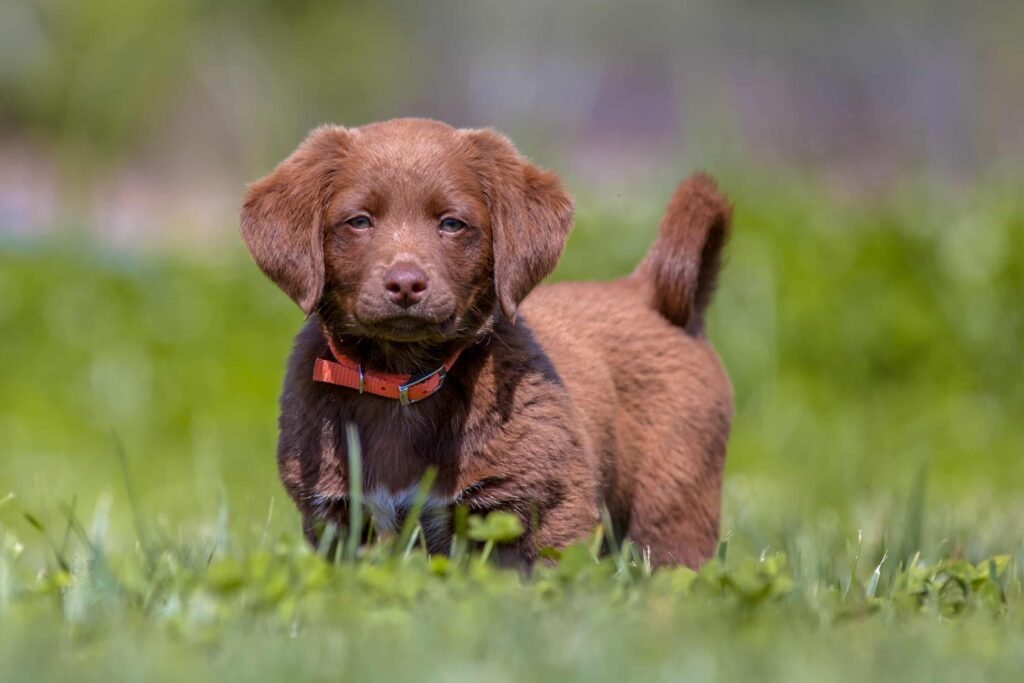 Słodki, brązowy szczeniak rasy Labrador Retriever (lub Chesapeake Bay Retriever), z obrożą, stojący na zielonej trawie i patrzący prosto w obiektyw, z niewyraźnym tłem, co podkreśla jego skupienie i urok.